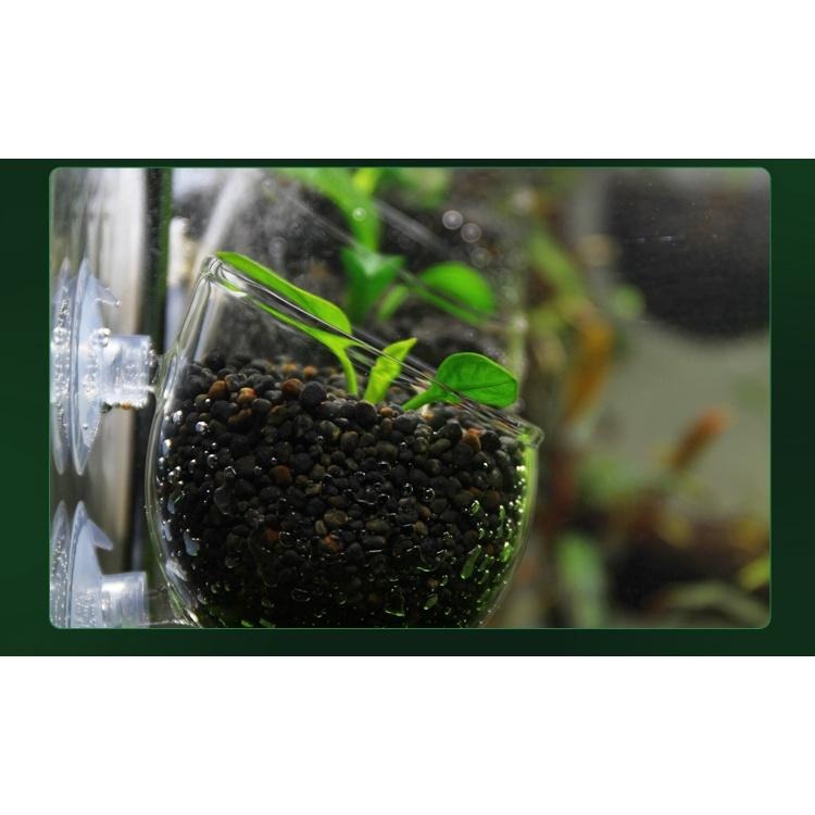 【新莊/五股/青島水族】玻璃工房 水草 超厚超白玻璃育景杯 (缸內型/波爾卡型)-細節圖5