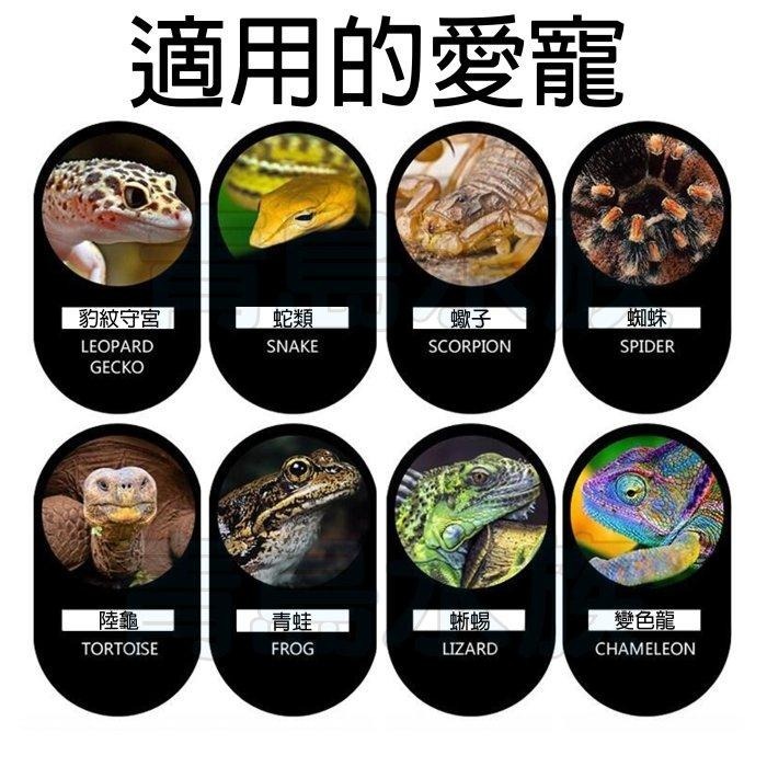 【新莊/五股/青島水族】防逃 爬蟲 烏龜 陸龜 守宮 食盆 防逃食皿 防翻碗 爬蟲 防逃脫飼料碗 活餌  麵包蟲-細節圖4
