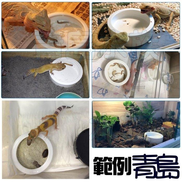 【新莊/五股/青島水族】防逃 爬蟲 烏龜 陸龜 守宮 食盆 防逃食皿 防翻碗 爬蟲 防逃脫飼料碗 活餌  麵包蟲-細節圖5