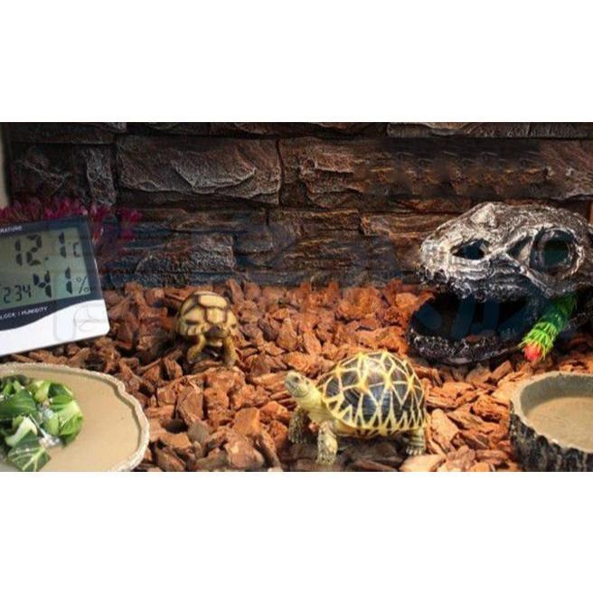 【新莊/五股/青島水族】NOMO諾摩  木紋爬蟲 食盆 兩棲爬蟲/陸龜NS-42-細節圖3