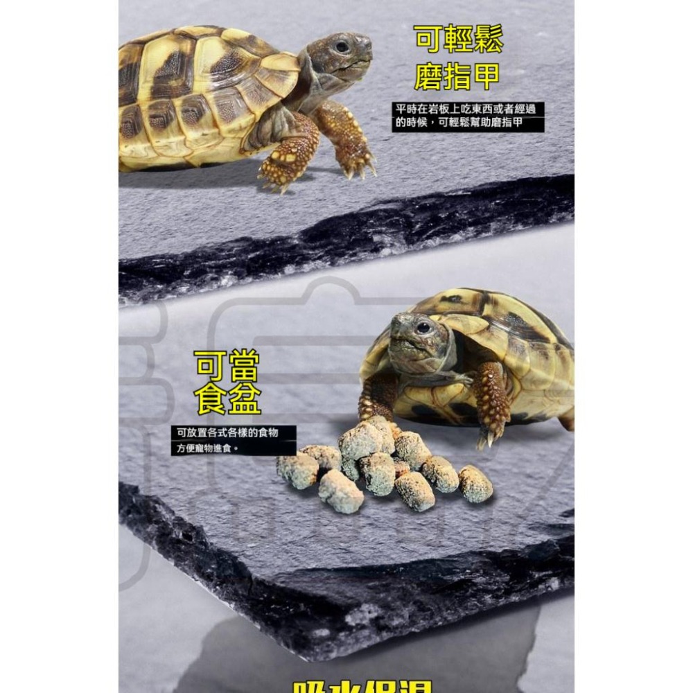 【新莊/五股/青島水族】NOMO諾摩-烏龜爬行板岩 頁岩 爬蟲 岩板 岩片 水魚缸造景 磨甲岩板 烏龜磨甲-細節圖5