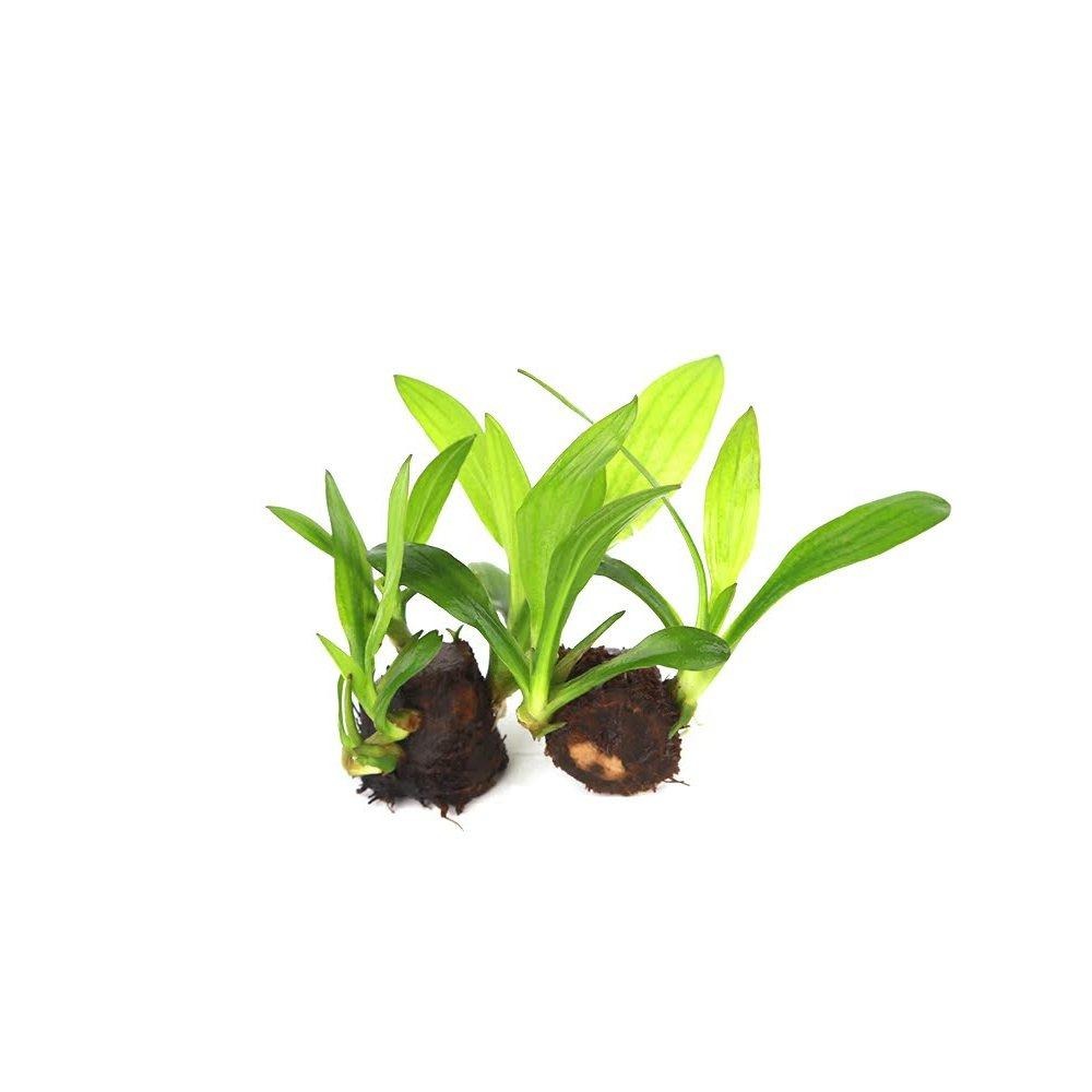 (水中葉/中前景)免CO2/迷你紅蛋 迷你綠蛋【新莊/五股/青島水族】天然水草 一株 迷你紅旦 迷你綠旦-細節圖2