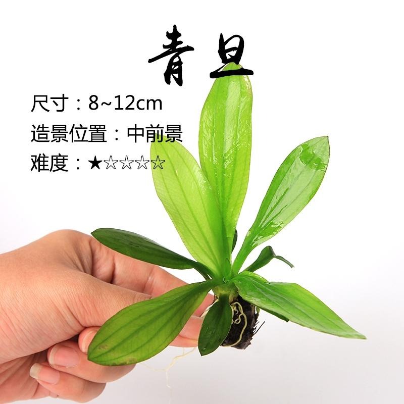 (水中葉/中前景)免CO2/迷你紅蛋 迷你綠蛋【新莊/五股/青島水族】天然水草 一株 迷你紅旦 迷你綠旦-細節圖3