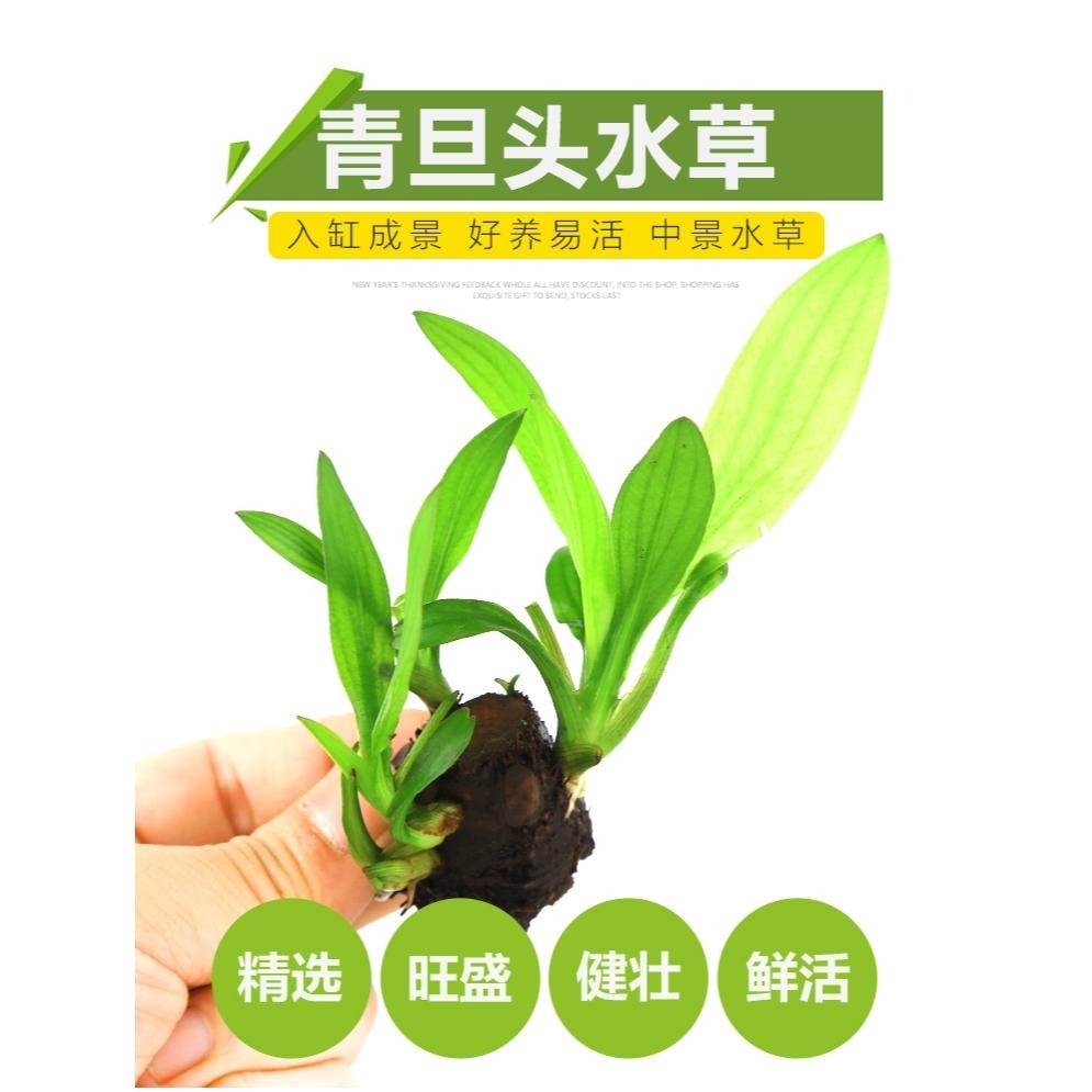 (水中葉/中前景)免CO2/迷你紅蛋 迷你綠蛋【新莊/五股/青島水族】天然水草 一株 迷你紅旦 迷你綠旦-細節圖4