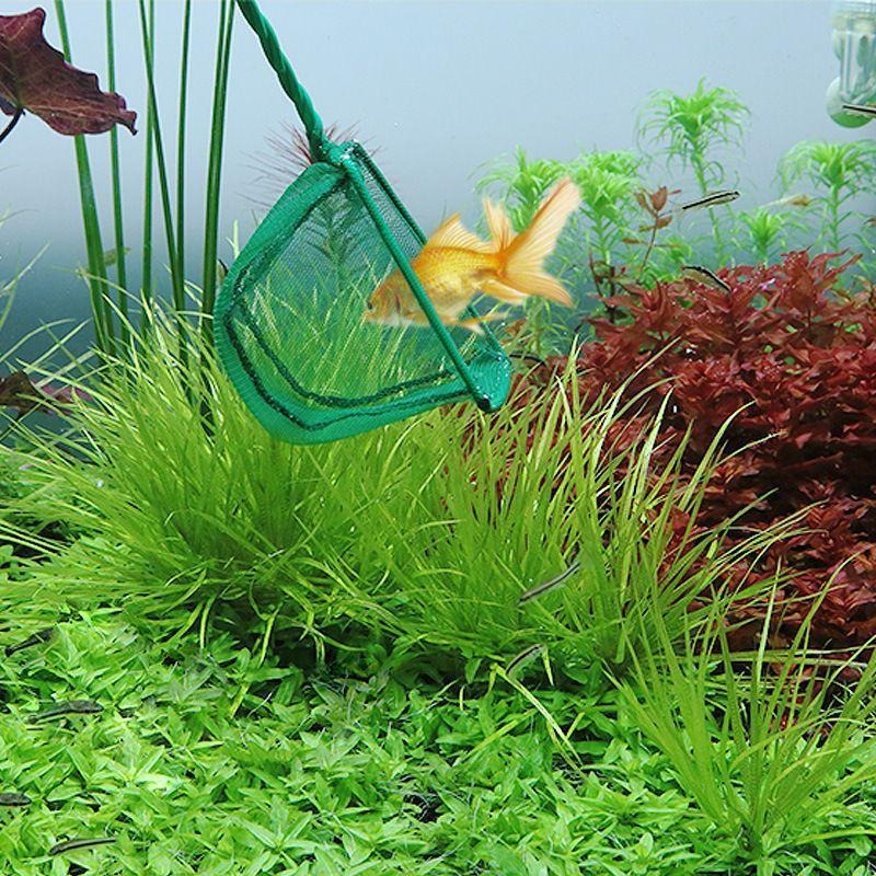 【新莊/五股/青島水族】撈魚網 細目 粗目 4吋 6吋 8吋 10吋 撈漁網 手撈網 清潔 漁網-細節圖5