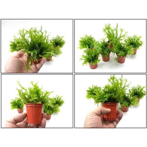 免CO2/鹿角鐵皇冠/盆裝【新莊/五股/青島水族】天然水草/陰性 前中景 中景草 水中葉-細節圖2