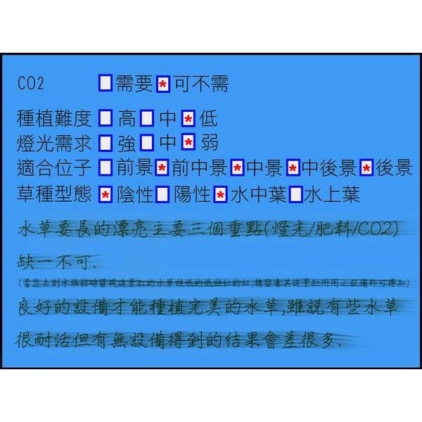 免CO2/鹿角鐵皇冠/盆裝【新莊/五股/青島水族】天然水草/陰性 前中景 中景草 水中葉-細節圖3