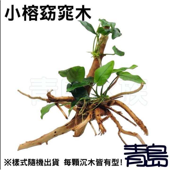 免CO2【新莊/五股/青島水族】水草 【陰性】=小榕沉木 小榕(盆) 中榕(盆) 小榕窈窕木 迷你小榕 沉木小榕-細節圖2