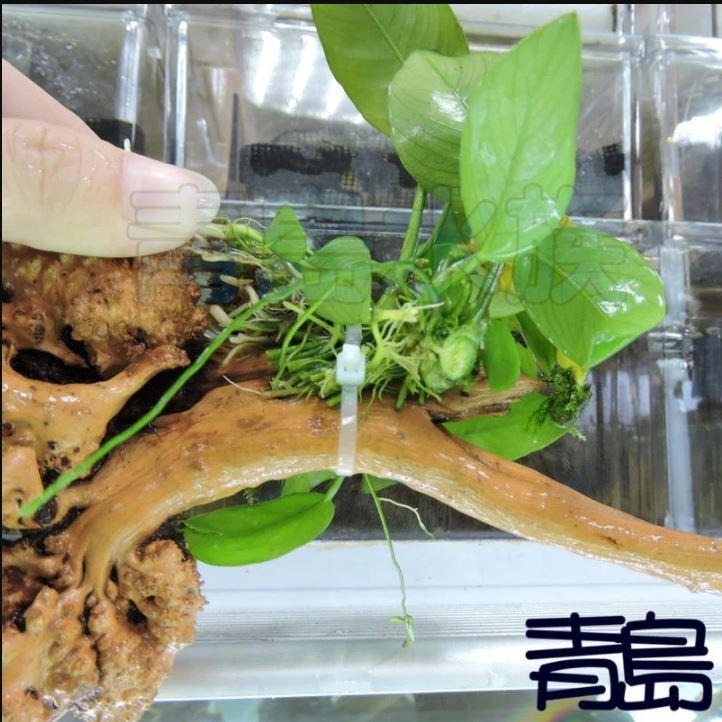 免CO2【新莊/五股/青島水族】水草 【陰性】=小榕沉木 小榕(盆) 中榕(盆) 小榕窈窕木 迷你小榕 沉木小榕-細節圖3
