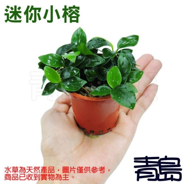 免CO2【新莊/五股/青島水族】水草 【陰性】=小榕沉木 小榕(盆) 中榕(盆) 小榕窈窕木 迷你小榕 沉木小榕-細節圖4