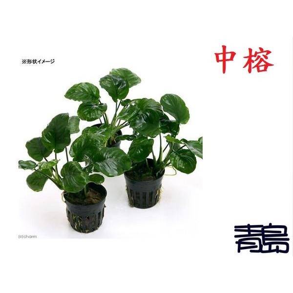 免CO2【新莊/五股/青島水族】水草 【陰性】=小榕沉木 小榕(盆) 中榕(盆) 小榕窈窕木 迷你小榕 沉木小榕-細節圖5