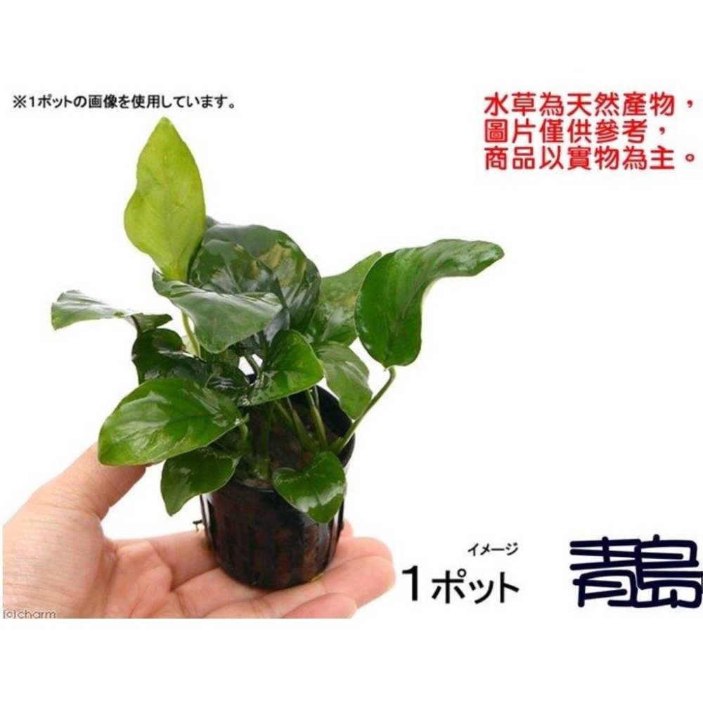免CO2【新莊/五股/青島水族】水草 【陰性】=小榕沉木 小榕(盆) 中榕(盆) 小榕窈窕木 迷你小榕 沉木小榕-細節圖6