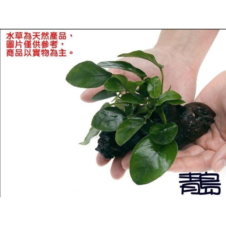 免CO2【新莊/五股/青島水族】水草 【陰性】=小榕沉木 小榕(盆) 中榕(盆) 小榕窈窕木 迷你小榕 沉木小榕-細節圖7