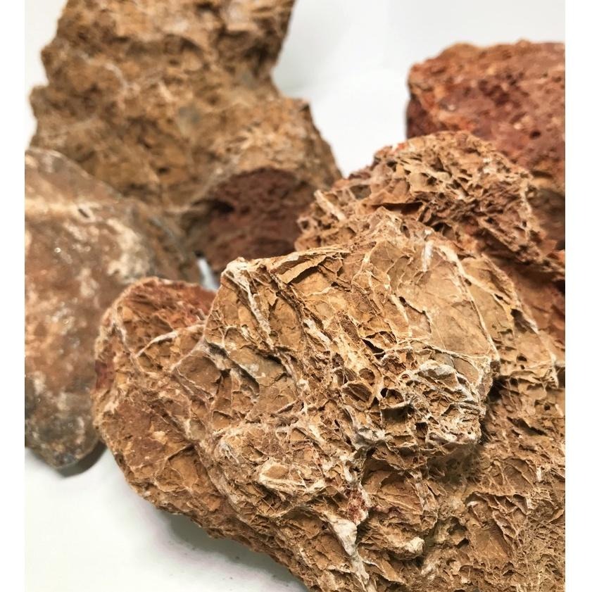 【青島水族】青島水族 楓葉石 1KG 適合水晶蝦缸&水草造景用&培菌用-細節圖3