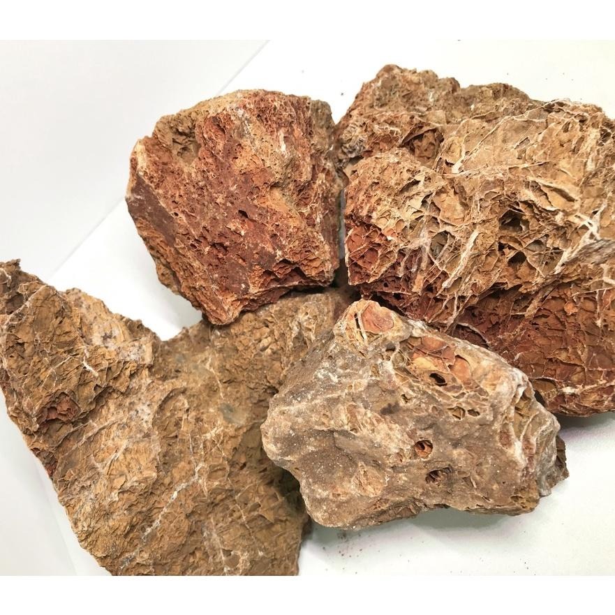 【青島水族】青島水族 楓葉石 1KG 適合水晶蝦缸&水草造景用&培菌用-細節圖4