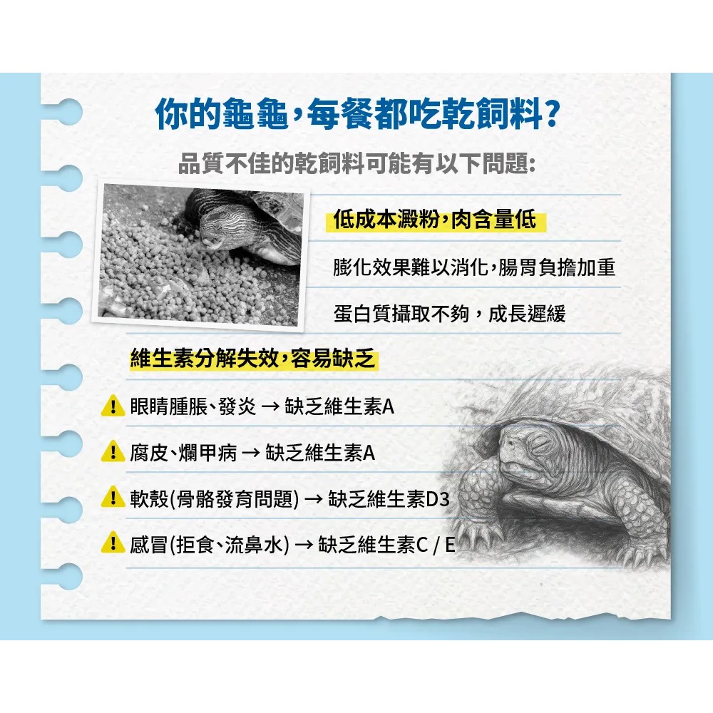 【新莊/五股/青島水族】澤龜&箱龜 魚蝦蟲泥主食 高蛋白 6入18入-細節圖4