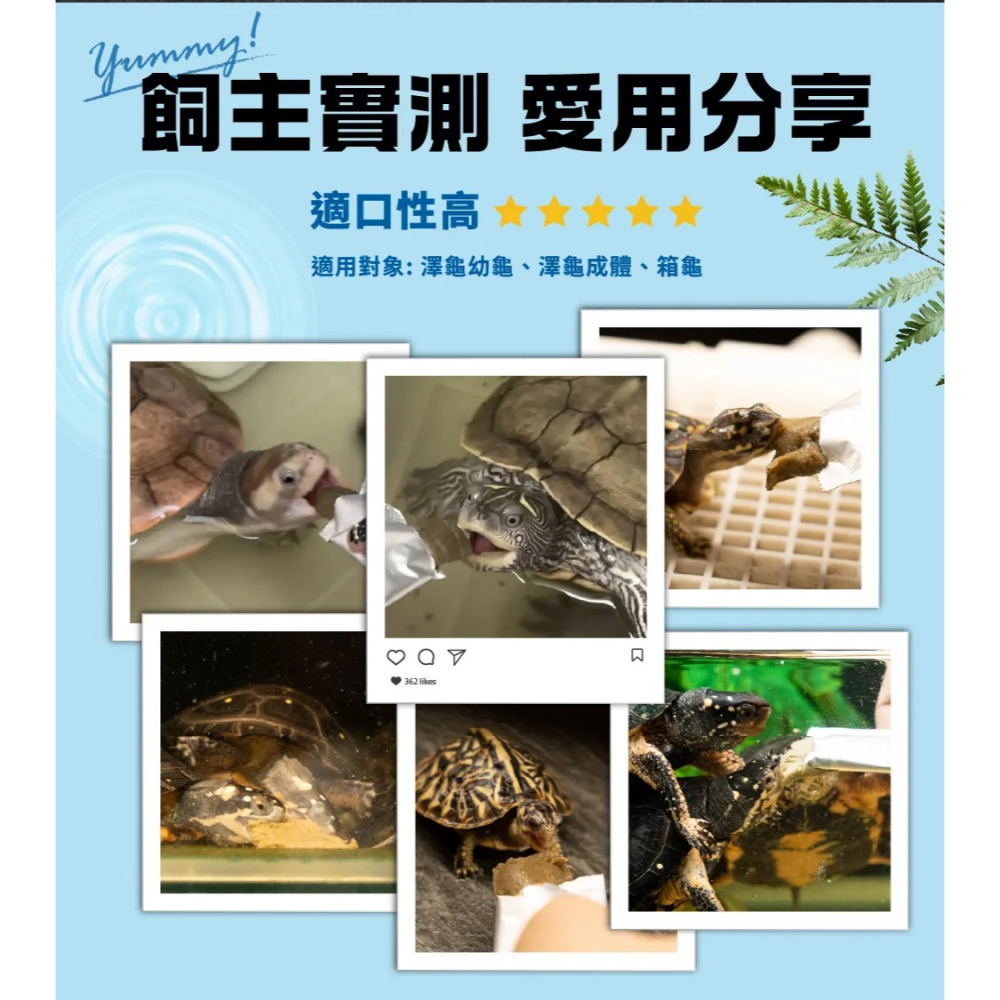 【新莊/五股/青島水族】澤龜&箱龜 魚蝦蟲泥主食 高蛋白 6入18入-細節圖6