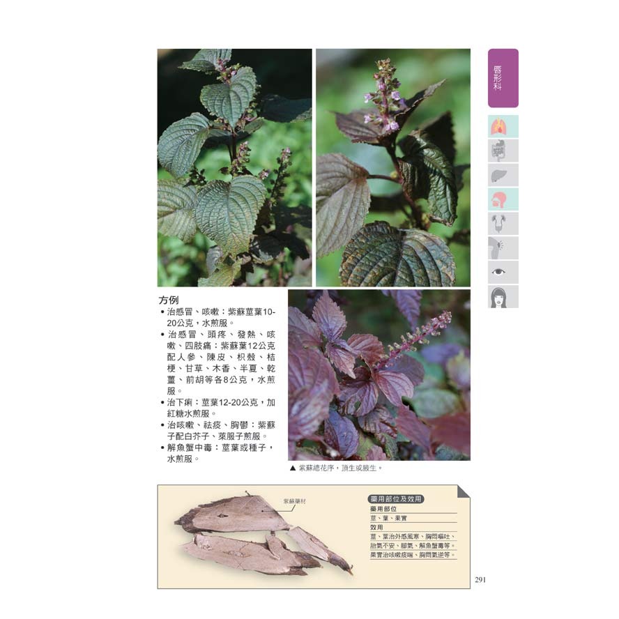 臺灣藥用植物圖鑑-細節圖4