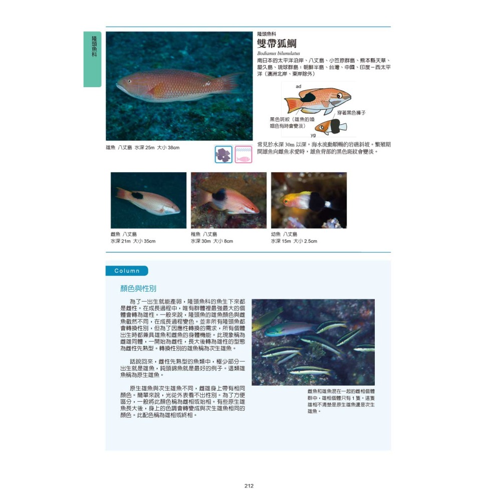 海水魚圖鑑-細節圖6
