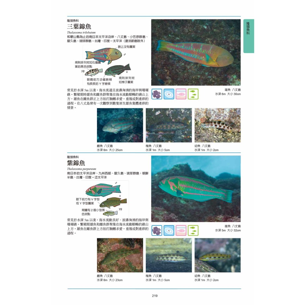 海水魚圖鑑-細節圖7