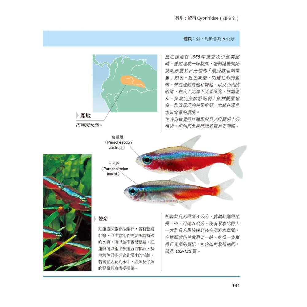 淡水缸魚類圖鑑：從設置水族缸到選擇完美魚類的完整百科！-細節圖8