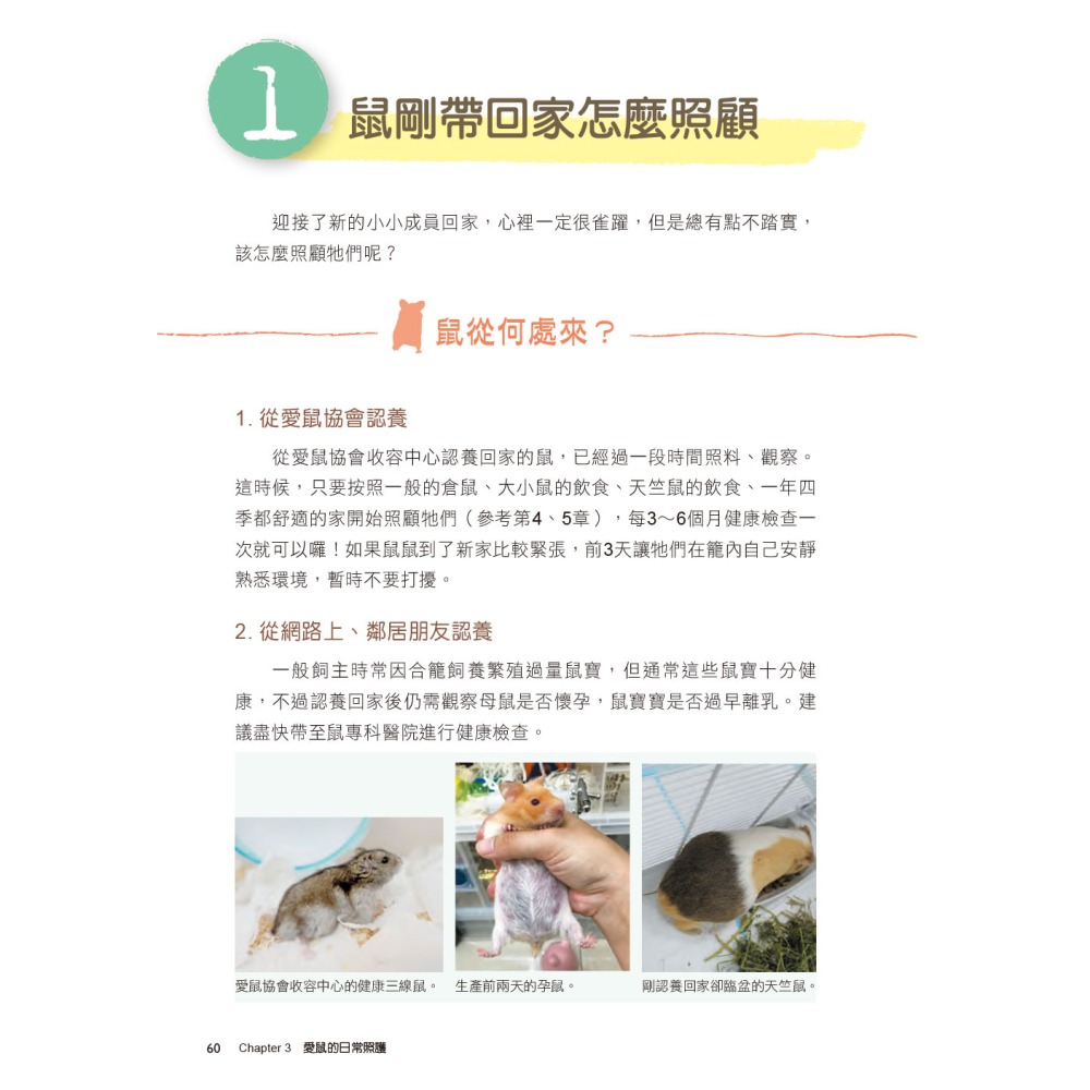 愛鼠飼育大百科：常見寵物鼠品種介紹與飼養相處方法全收錄！-細節圖6