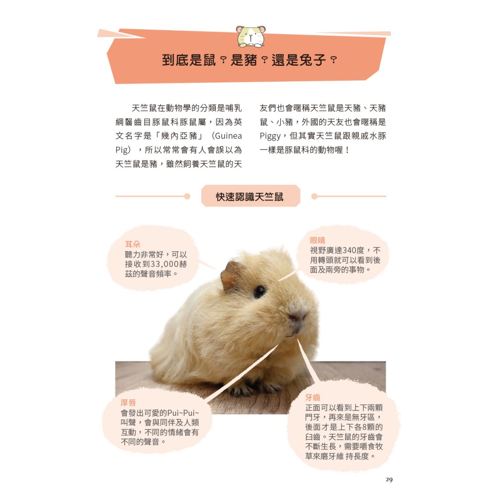 快樂天竺鼠完全飼育指南：從飼養方法到照護指引，最完整的全方位圖解小百科-細節圖5