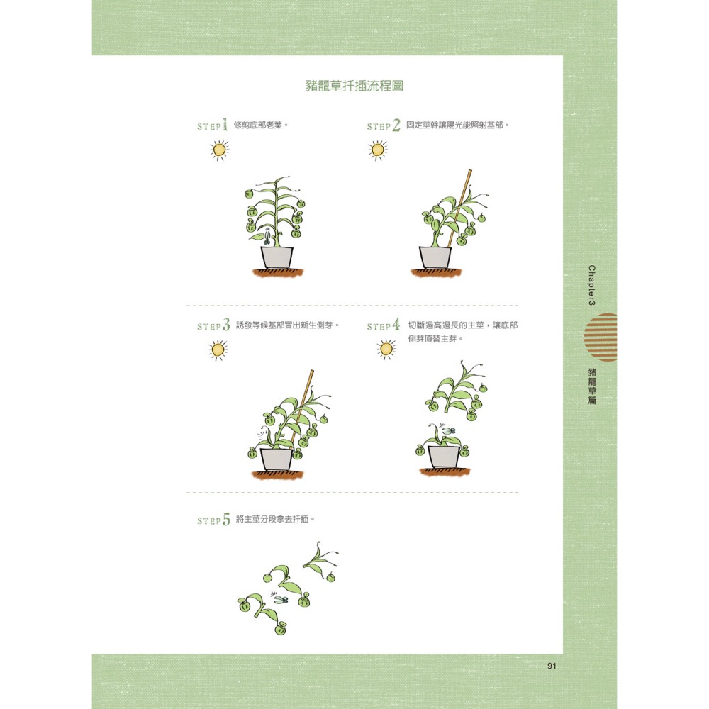 在家也能種食蟲植物-細節圖8