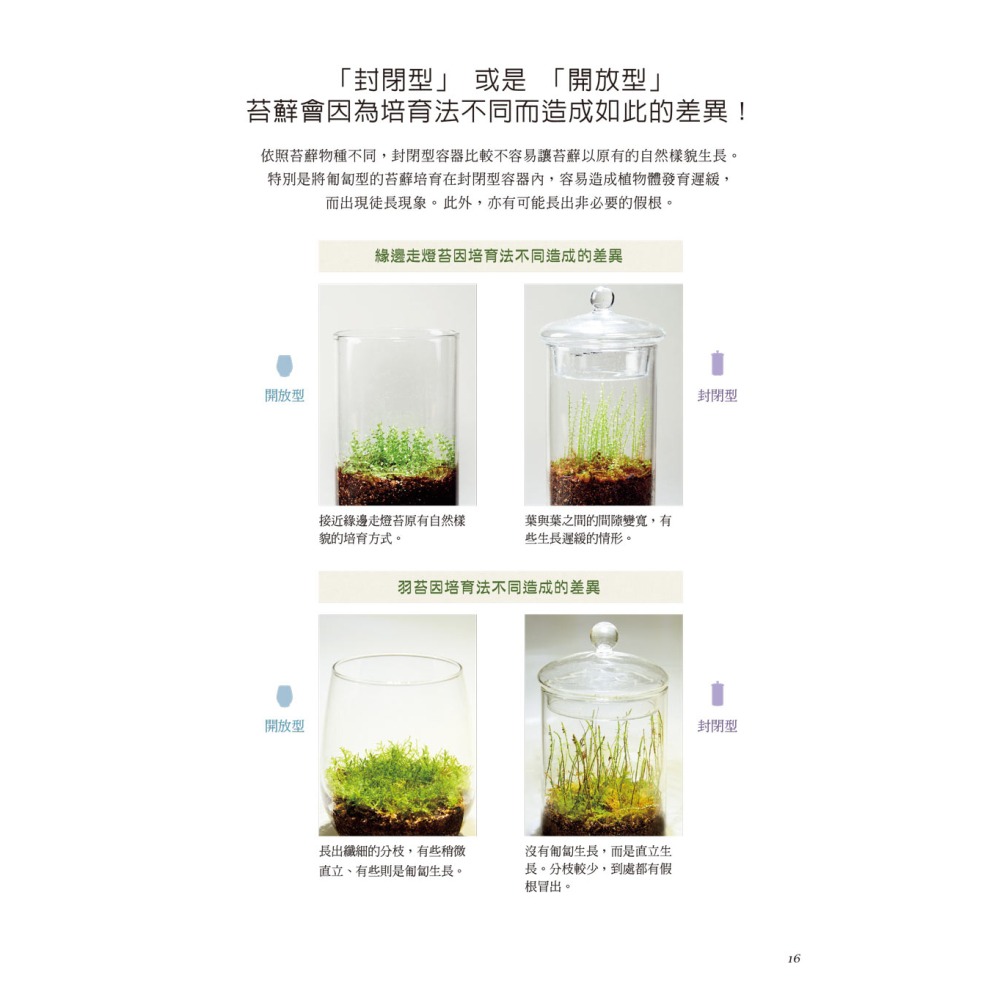 苔蘚玻璃盆景-新手入門-細節圖3