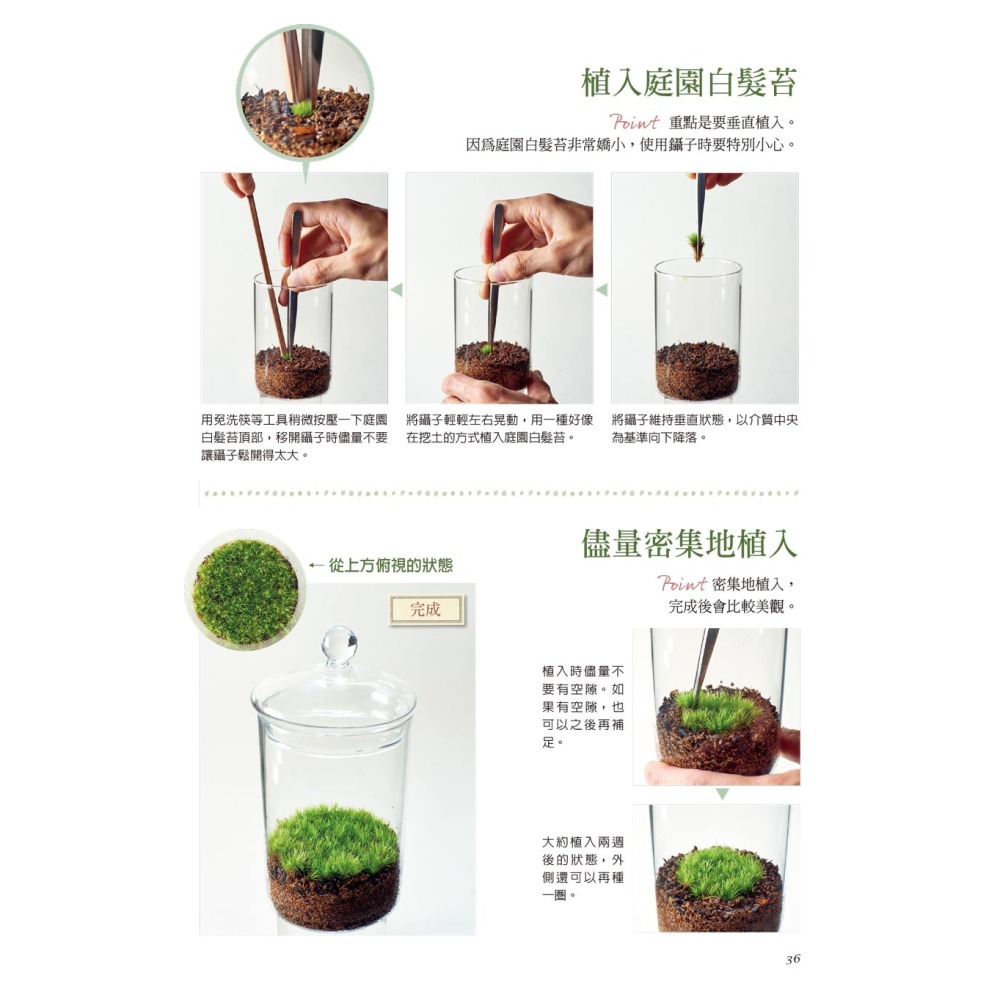 苔蘚玻璃盆景-新手入門-細節圖6