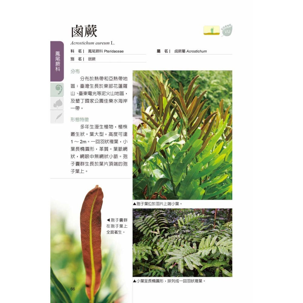 臺灣水生植物圖鑑-增訂版-細節圖2