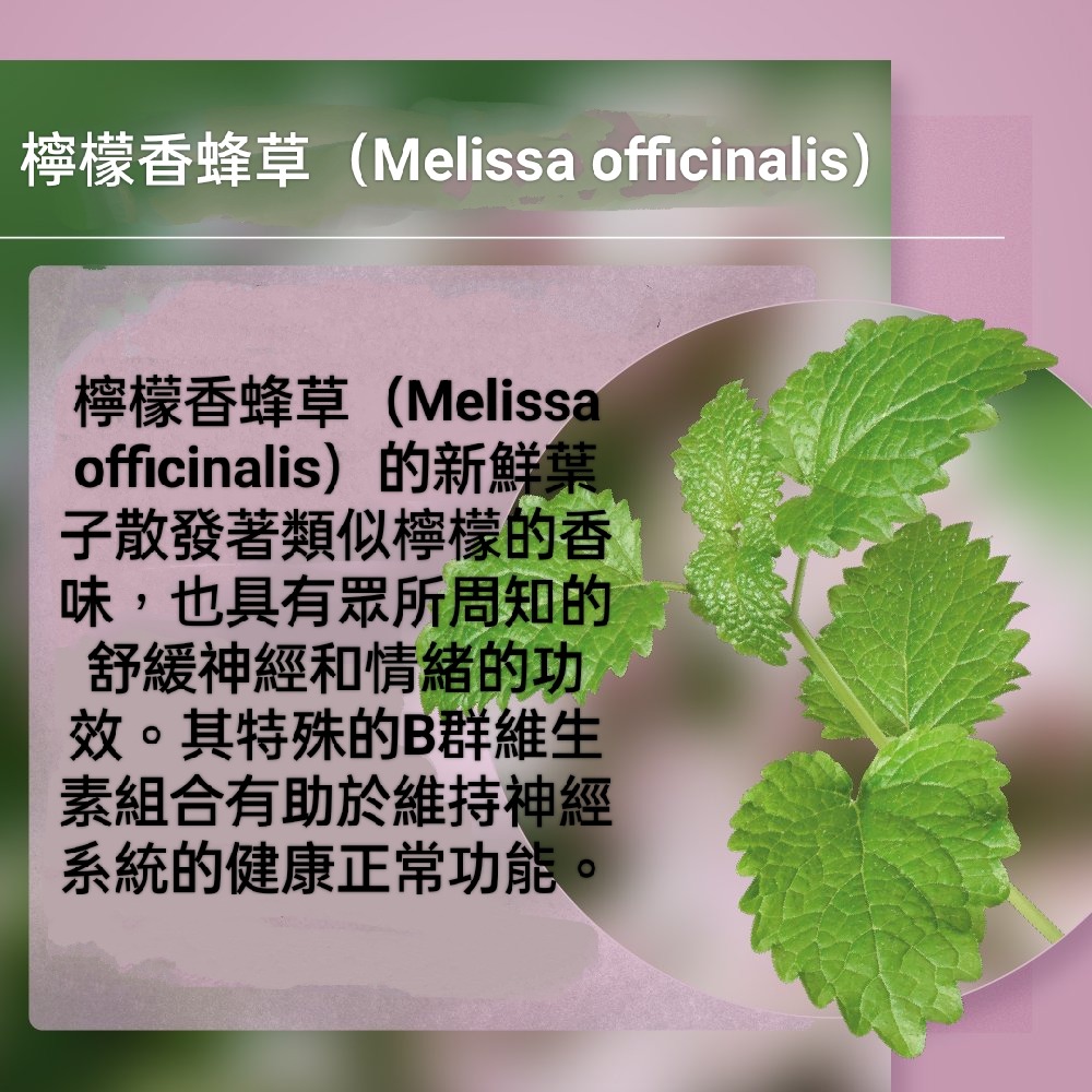 🇩🇪德國百年草本聖伯納德 Sanct Bernhard纈草檸檬香蜂草神經膠囊240粒-細節圖4