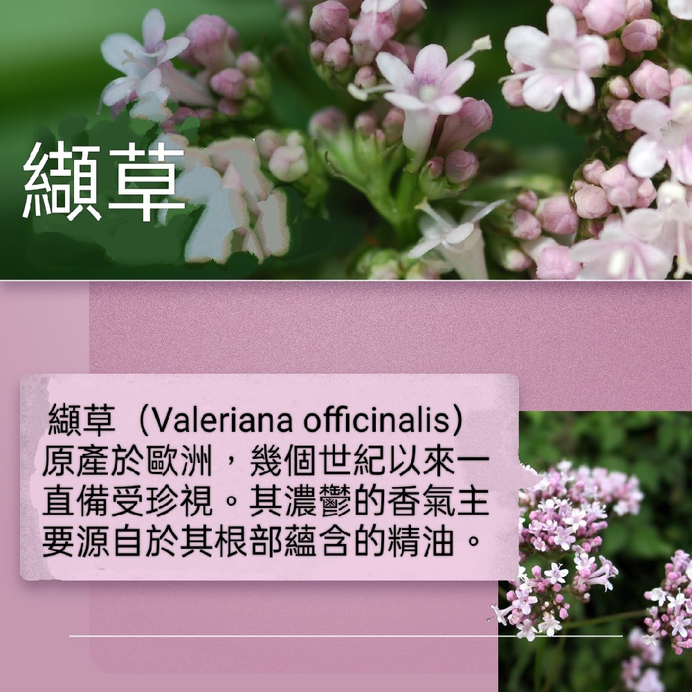 🇩🇪德國百年草本聖伯納德 Sanct Bernhard纈草檸檬香蜂草神經膠囊240粒-細節圖5