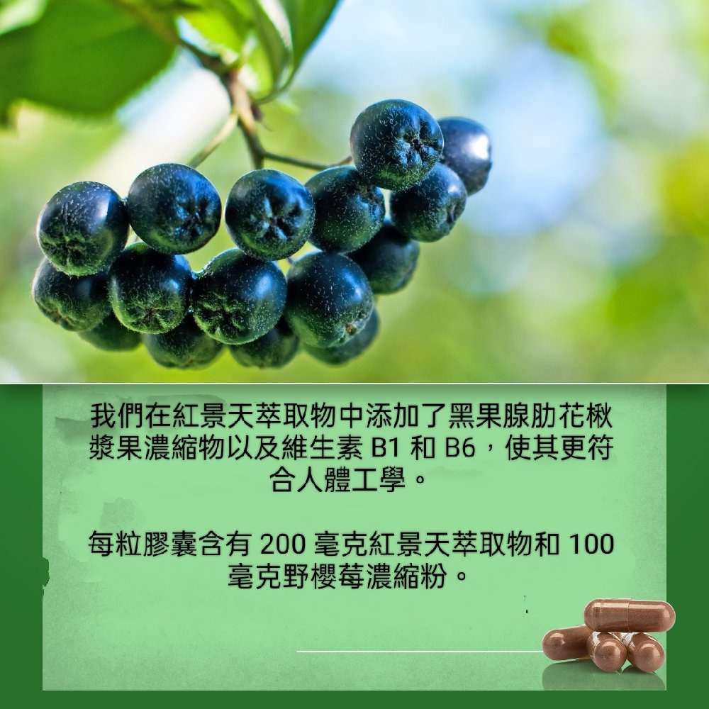 🇩🇪德國百百年草本聖伯納德Sanct Bernhard 紅景天（玫瑰根）膠囊120粒-細節圖5