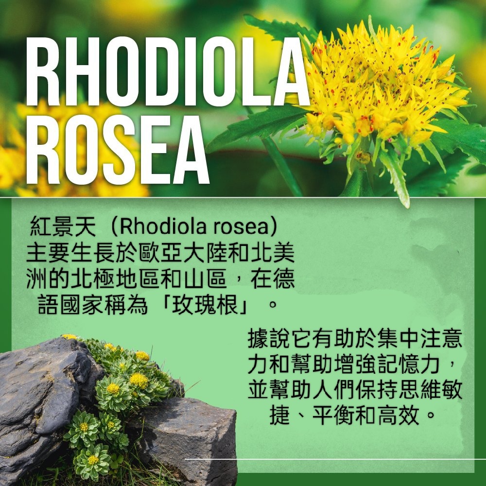 🇩🇪德國百百年草本聖伯納德Sanct Bernhard 紅景天（玫瑰根）膠囊120粒-細節圖6