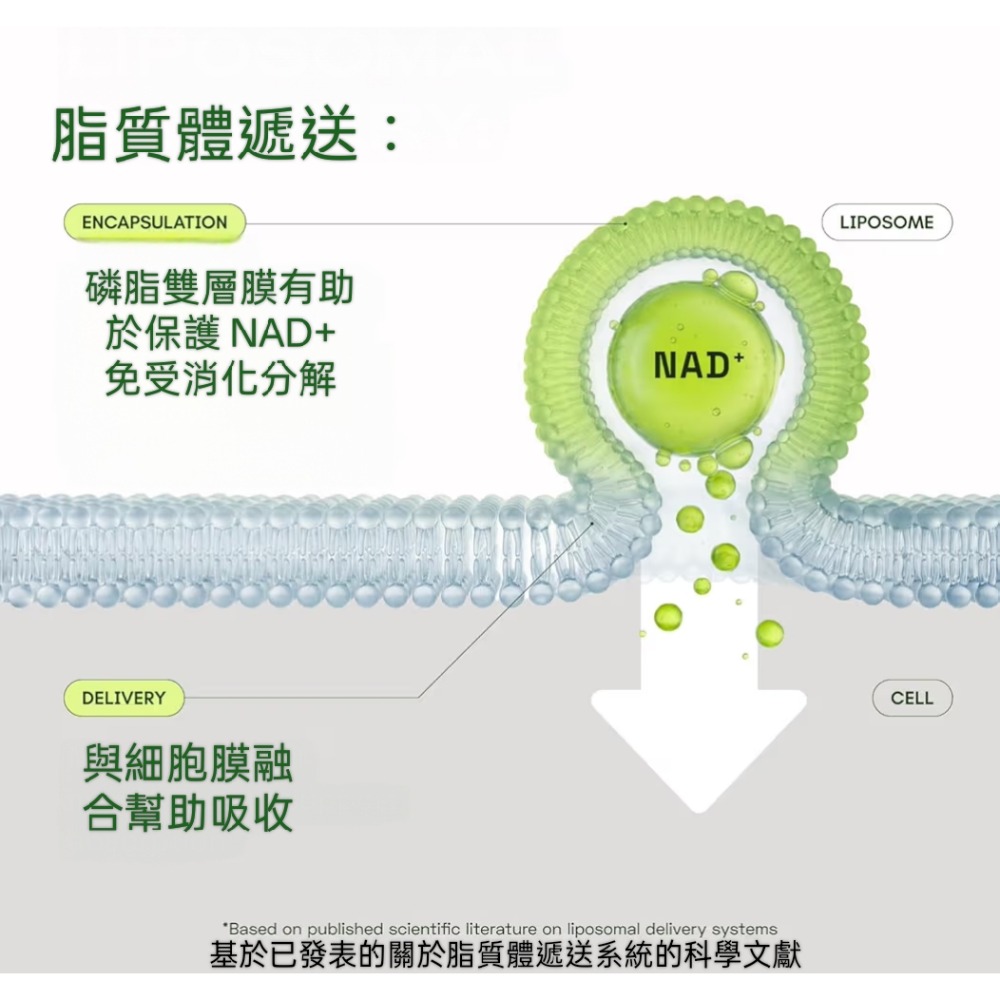 美國Cata-Kor卡塔科爾脂質體NAD+補充劑含白藜蘆醇(NMN替代品)經第三方檢測60顆-細節圖7
