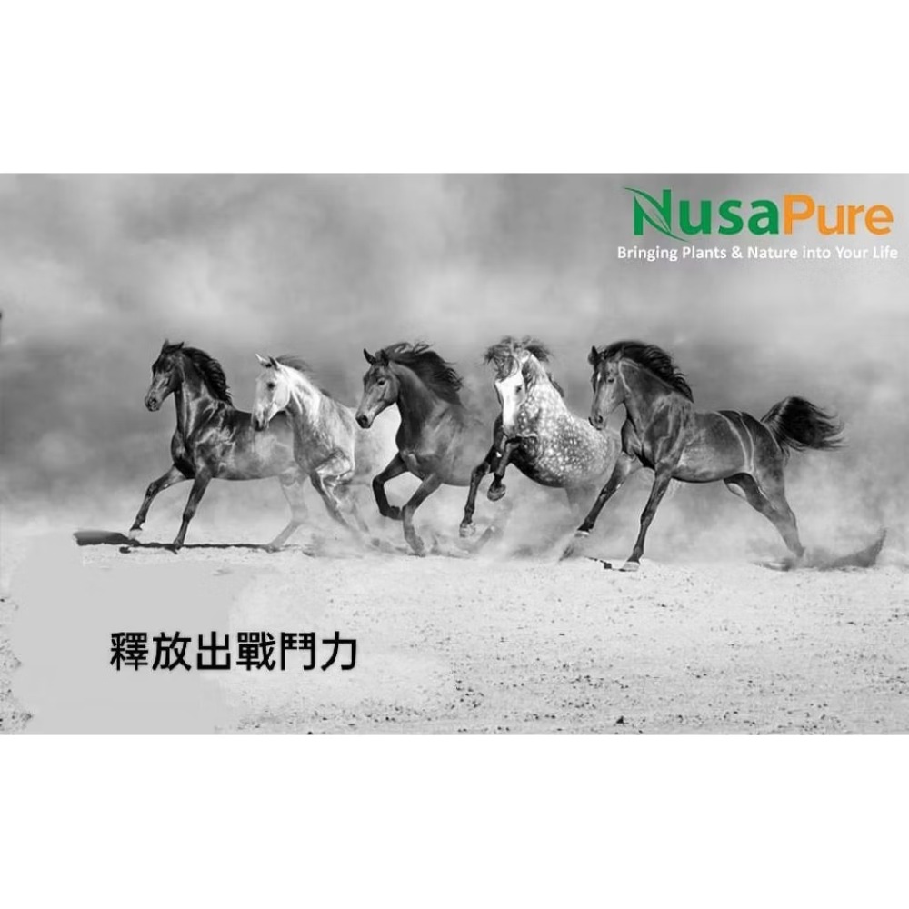 美國 Nusapure 最大強度,來自秘魯的瑪卡根提取物高濃度黑37,500mg200顆素食膠囊-細節圖5