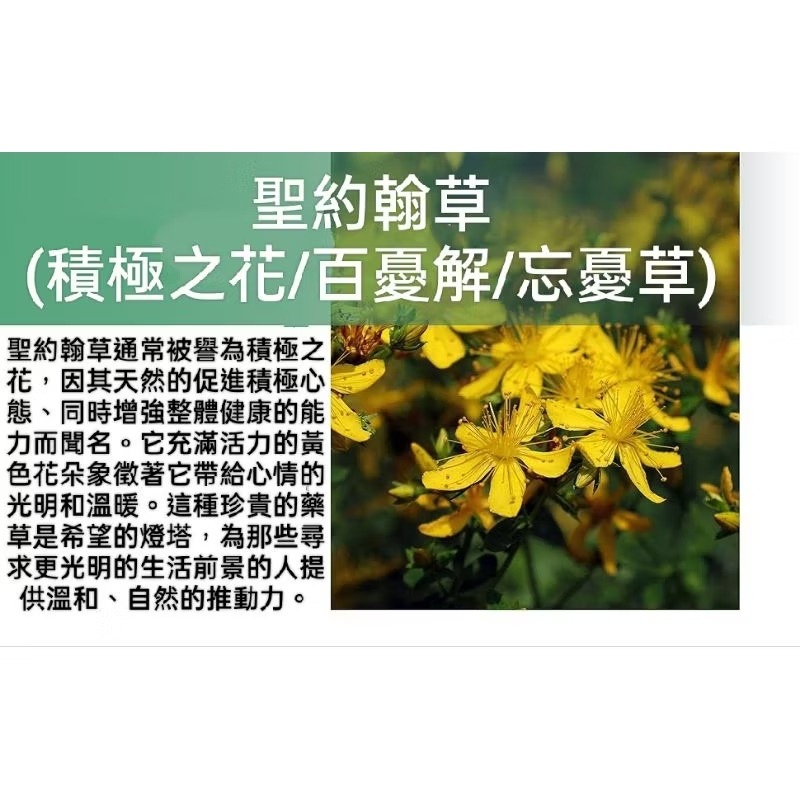 美國自然鐘NatureBell強效聖約翰草(百憂解)9000mg 240粒15:1萃取北美採摘含金絲桃素情緒支持非基改-細節圖4