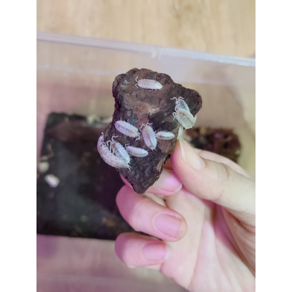 糙瓷-大麥町 鼠婦  買五送一唷  大隻好養唷花紋很可愛-細節圖2
