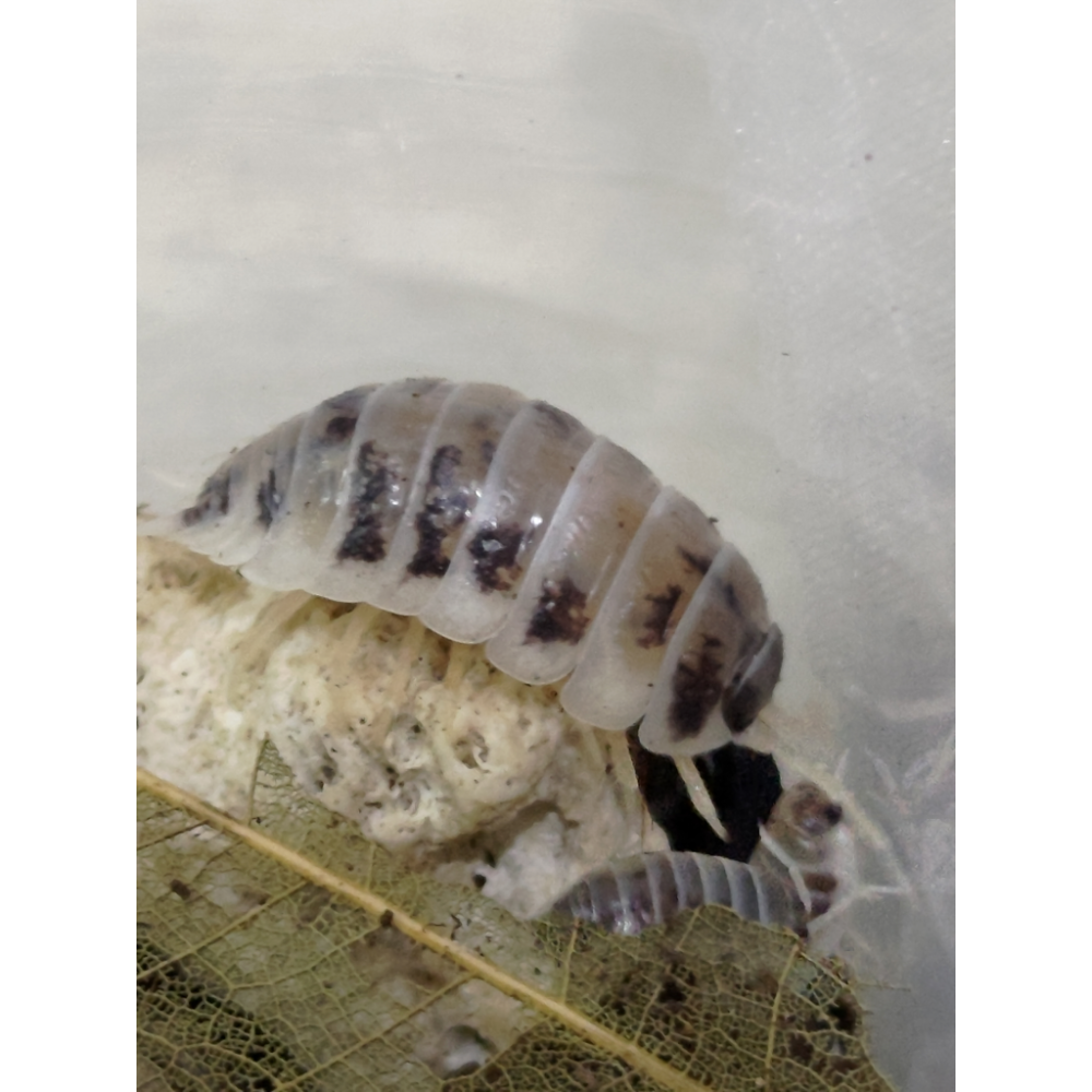 乳牛鼠婦-細節圖3