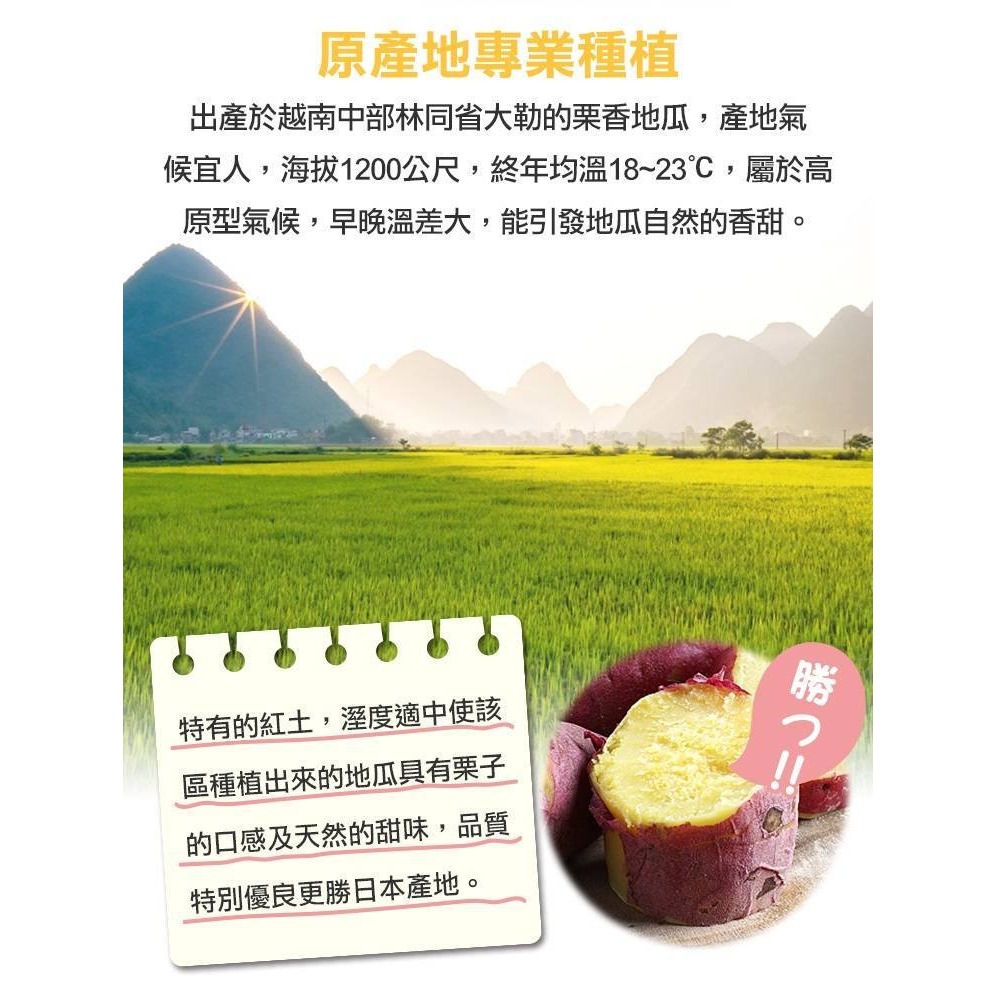 特A級 日本品種 栗香地瓜-細節圖4