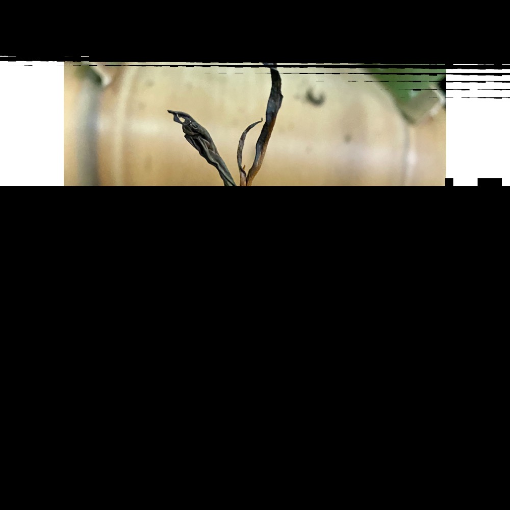 《世揚茗茶》阿里山頂級龍眼花果蜜紅茶-花果紅美人（小葉種紅茶）阿里山蜜香紅茶 冷泡茶 條索形紅茶-細節圖4