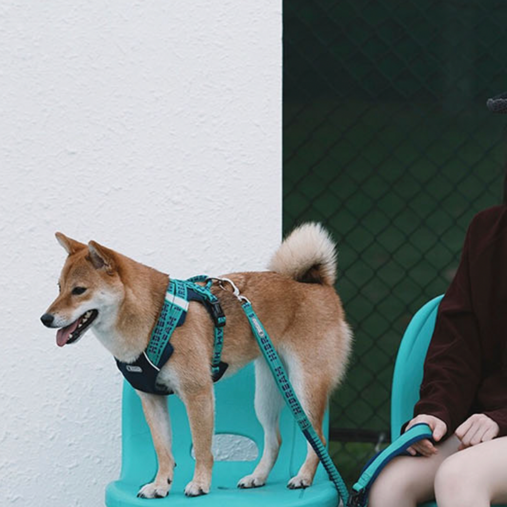 現貨 [ HiDREAM ]  🐕‍🦺 啵啵系列 背心式胸背-細節圖3