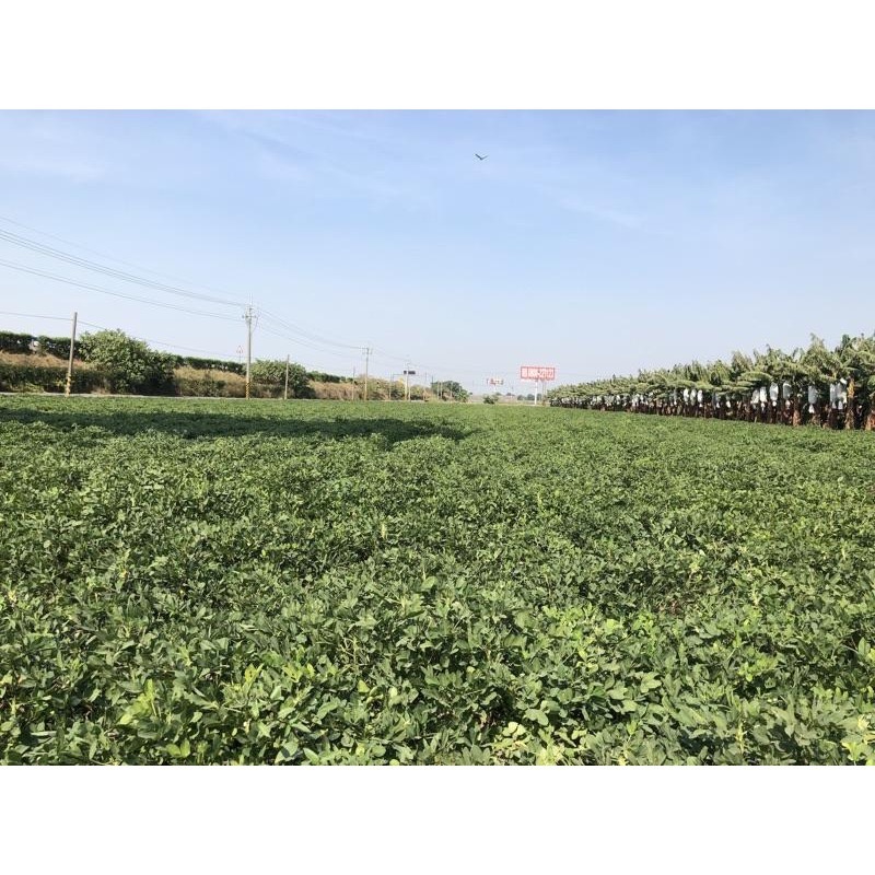 雲林生花生特選大顆當季花生仁[買花生］-細節圖3