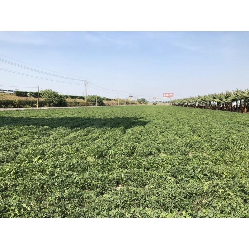 北港9號花生（帶殼花生，現吃）鹽酥花生 落花生 剝殼花生 黑金剛花生-細節圖4