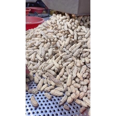 北港9號花生（帶殼花生，現吃）鹽酥花生 落花生 剝殼花生 黑金剛花生-細節圖8