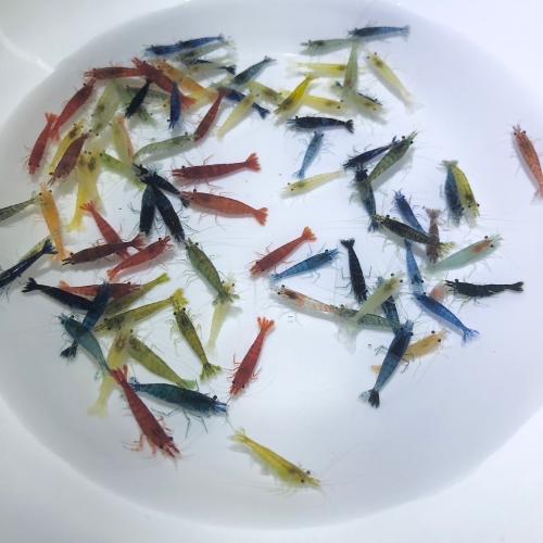 【嘉嘉寵物】🌈綜合米蝦 淘汰米蝦（50隻以上1隻1元 🦐觀賞蝦（活餌）