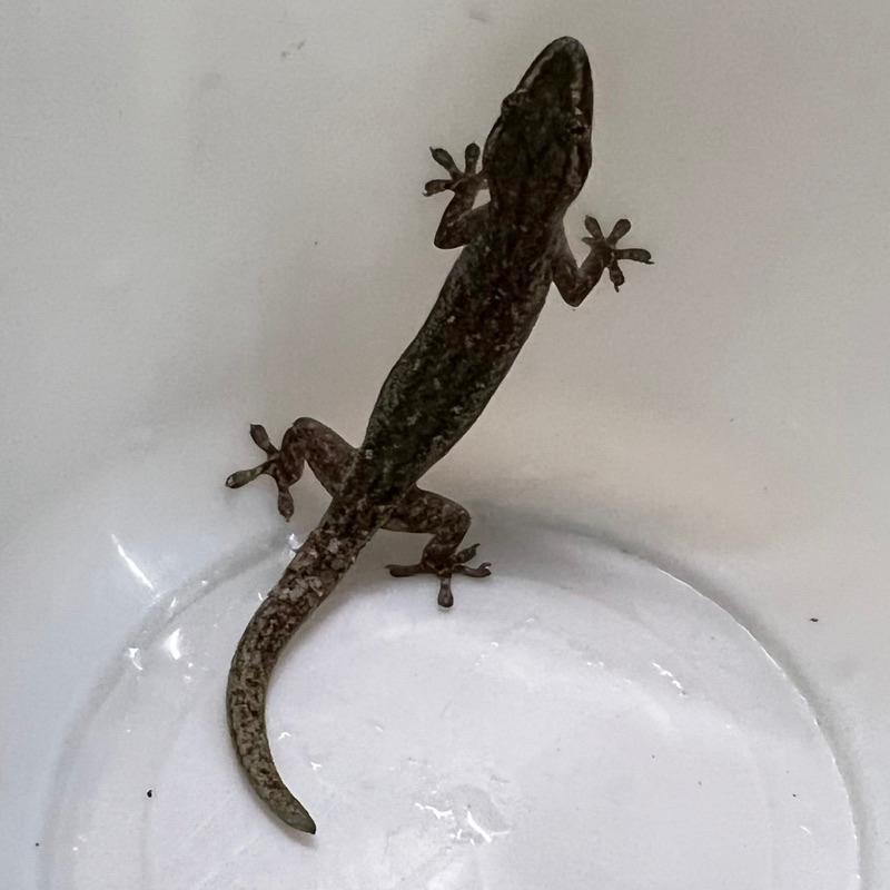 【嘉嘉寵物】壁虎  食蚊蟲  🦎觀賞爬蟲   （活餌） 小蛇開口角蛙飼料 可冷凍餌料-細節圖2