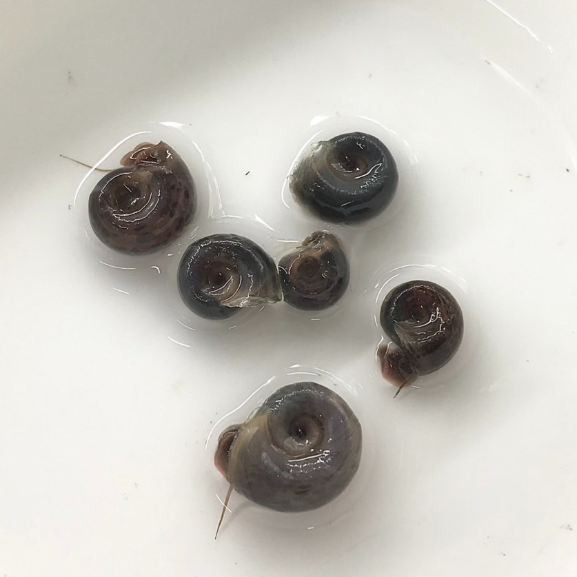 【嘉嘉寵物】蘋果螺  🐌觀賞螺 （活餌）-細節圖2