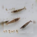 【嘉嘉寵物】印度斑馬 印度斑馬白子 米蝦  🦐觀賞蝦（活餌）-規格圖1